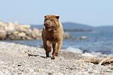 SHAR-PEI 375